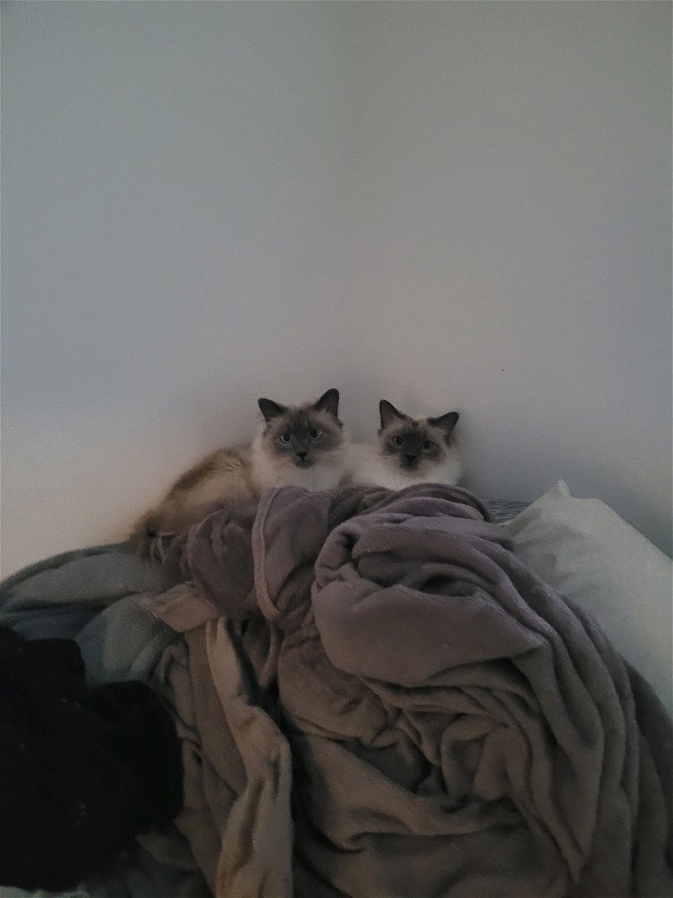 Who wants to share their cat album. Onlycats. Catsonly.