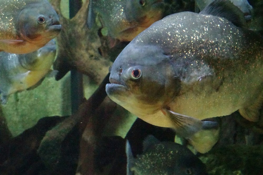 Pirhana