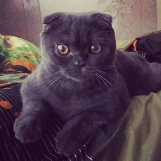 Знакомьтесь. Мой кот - Андрей!