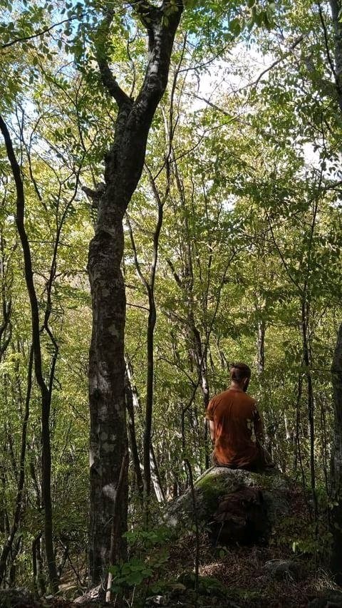 Tree lover