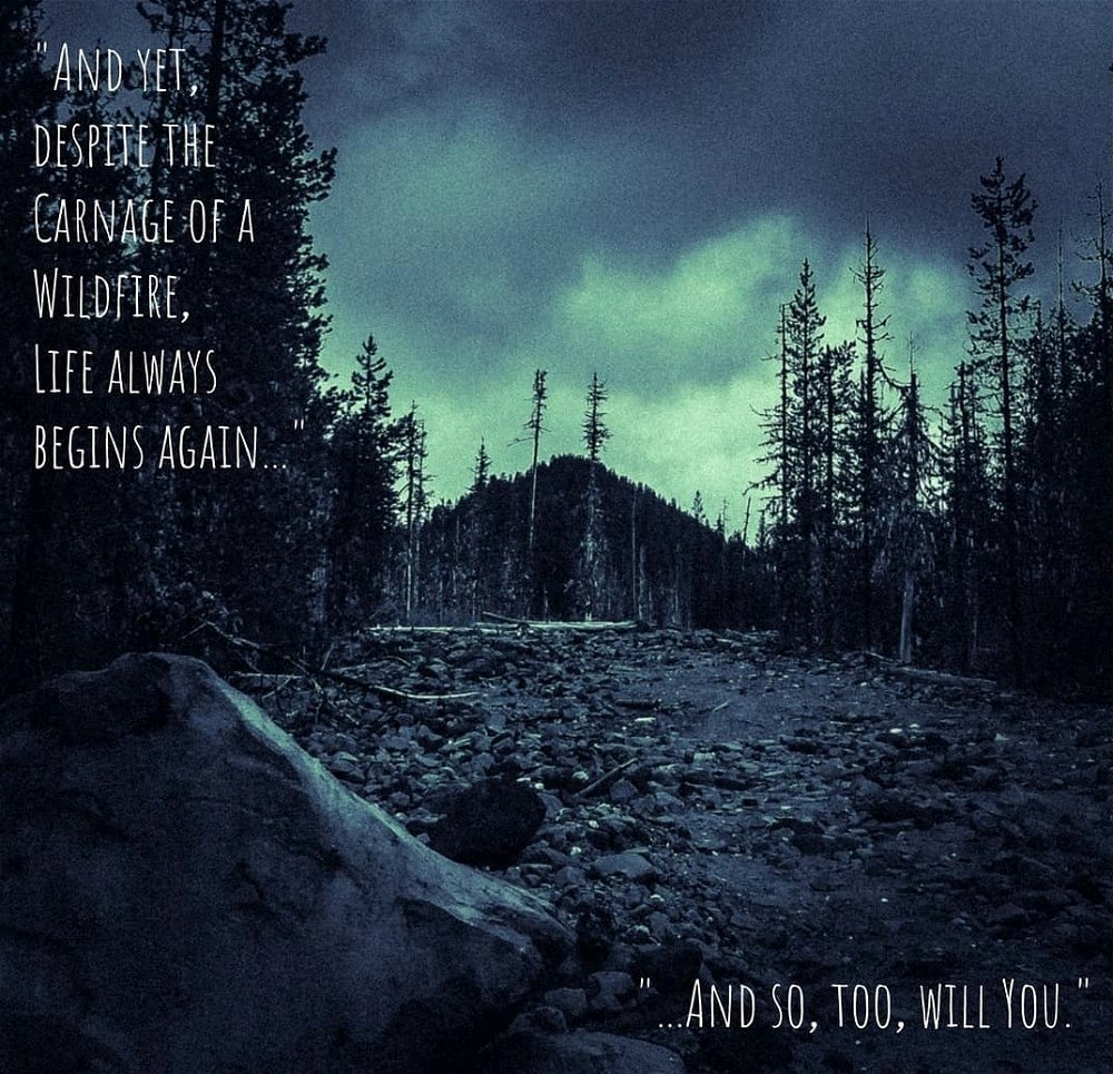 Like the Forest after a Wildfire