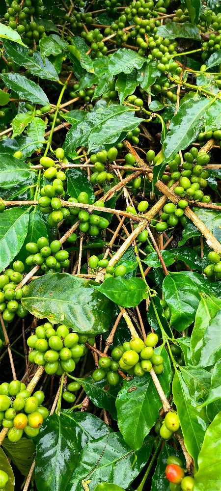 World Trader Coffee