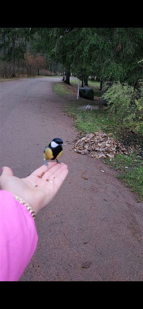 "От чего люди не летают так, как птицы?..."