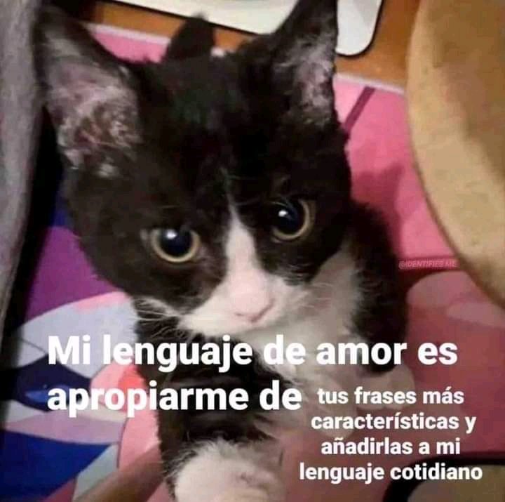 Díganme sus frases para añadirlas a mi día a día ☺️