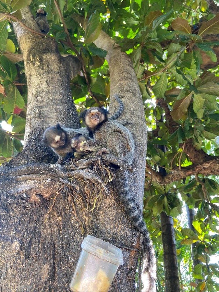 Monke party