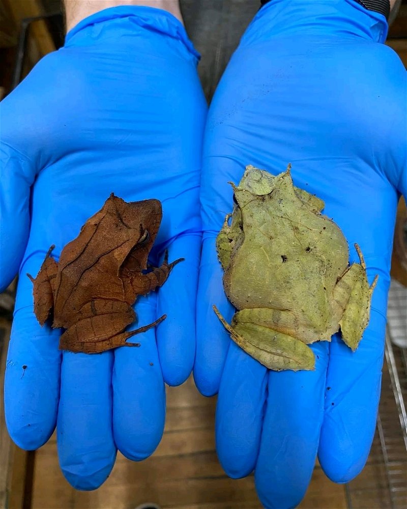 🐸🍂🍃