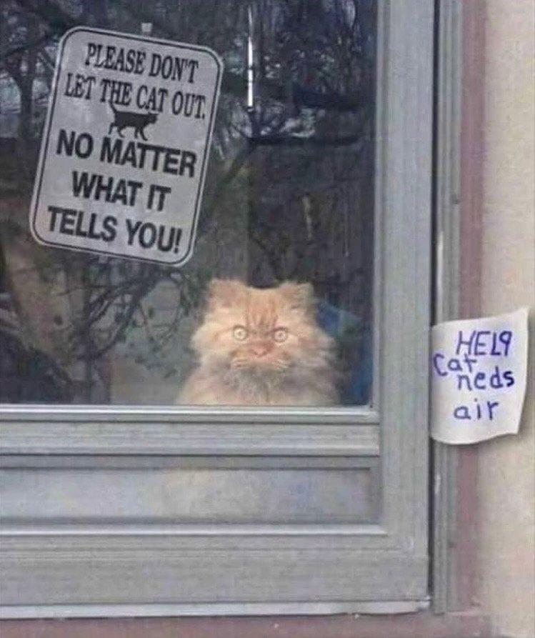 This window cat has hatred for the outside world