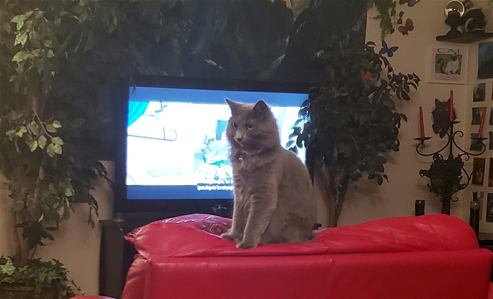I'm trying to watch a movie about cats and she's blocking the way 😤😹