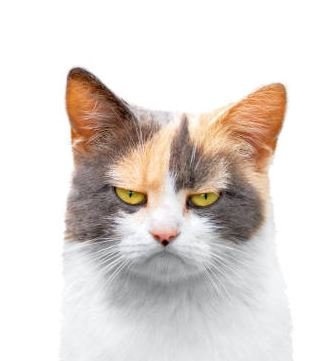 A Typical Cat Pacino Mug Shot.
