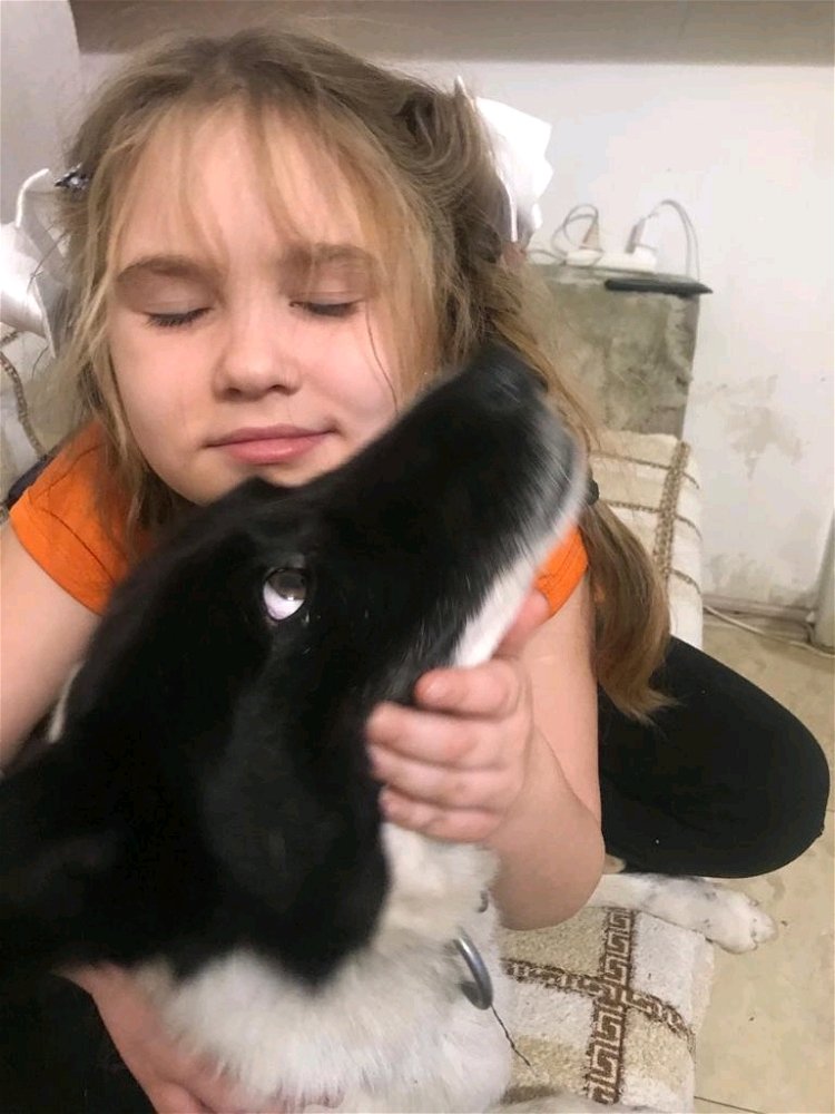 Мимими
