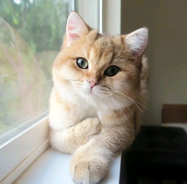 🐱
