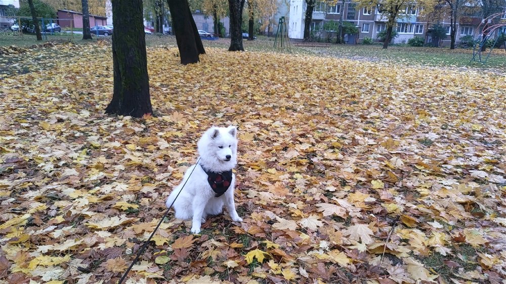🐕❤️