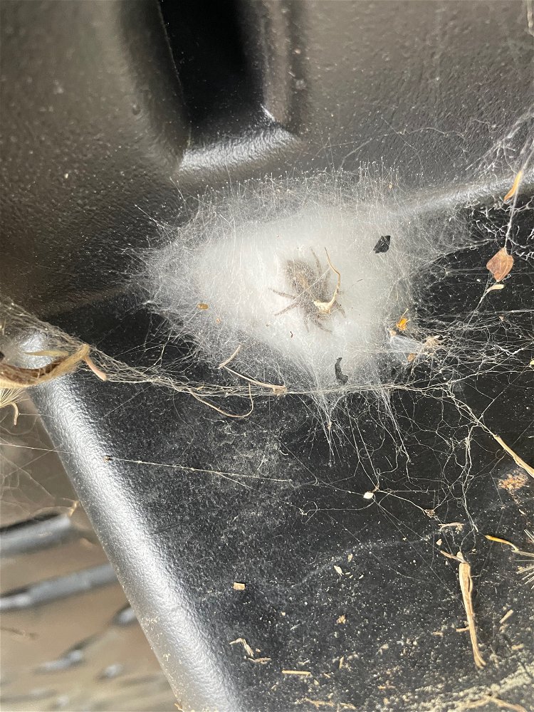 Spider!