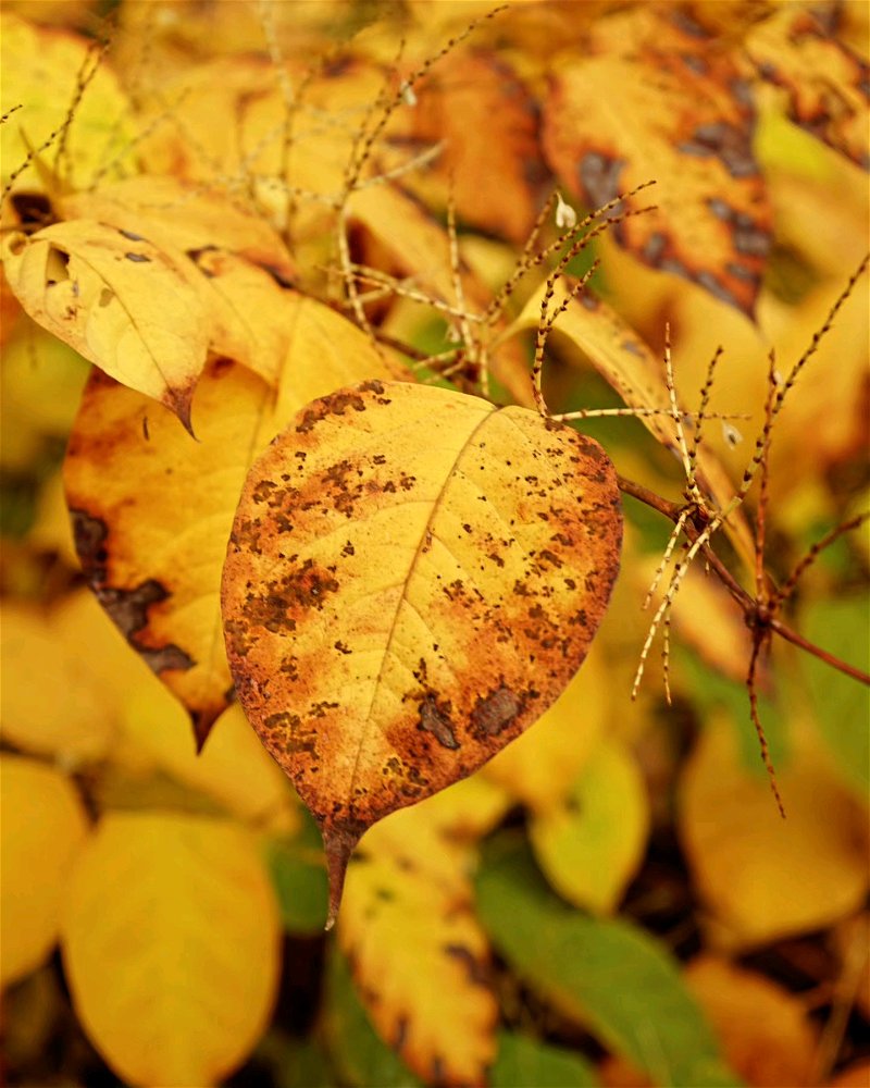 🍂