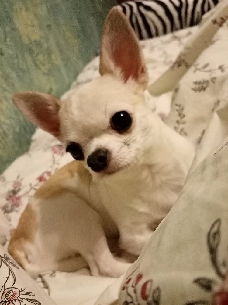 Ну ладно, и мою надо в вашу собачью компанию 🐶