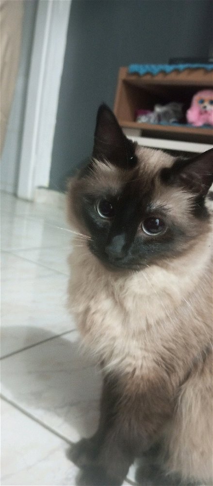 Minha gata refletindo sobre a vida difícil que ela tem..
