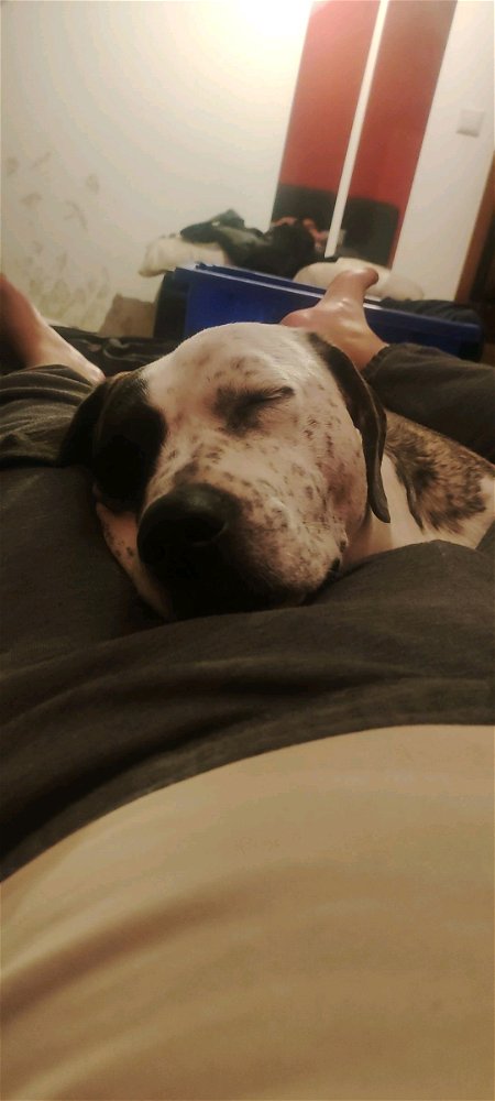 My lazy boy