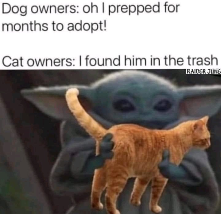 Nah, at least I paid $10 for my cat on Craigslist 😂