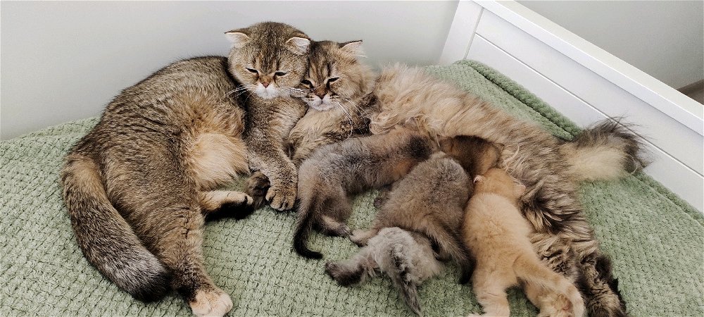 Котосемья