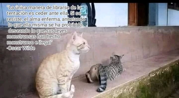Día uno publicando frases con animalitos