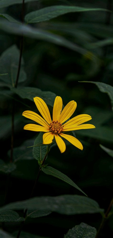Just another yellow flower.