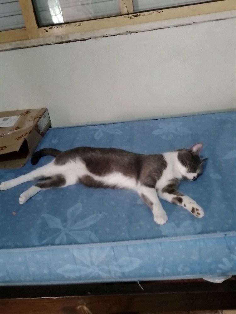 El calor