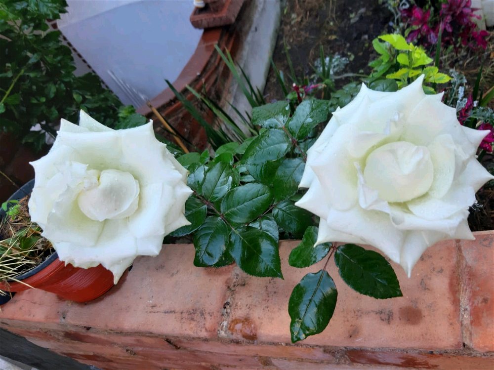 ¿Qué significado tienen las rosas blancas?