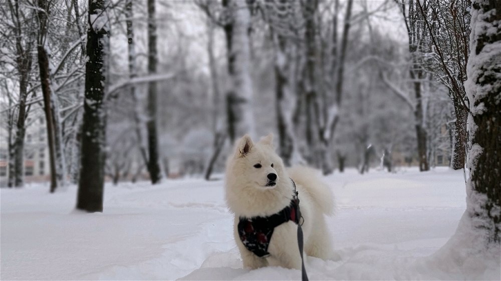 Love has 4 paws.