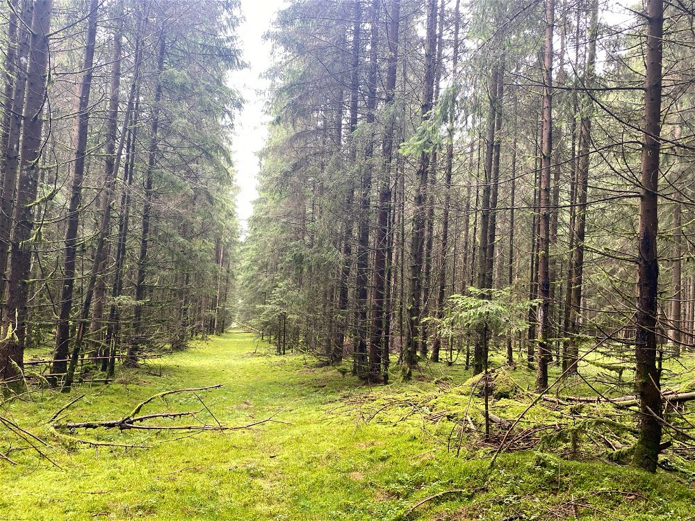 Zauberwald