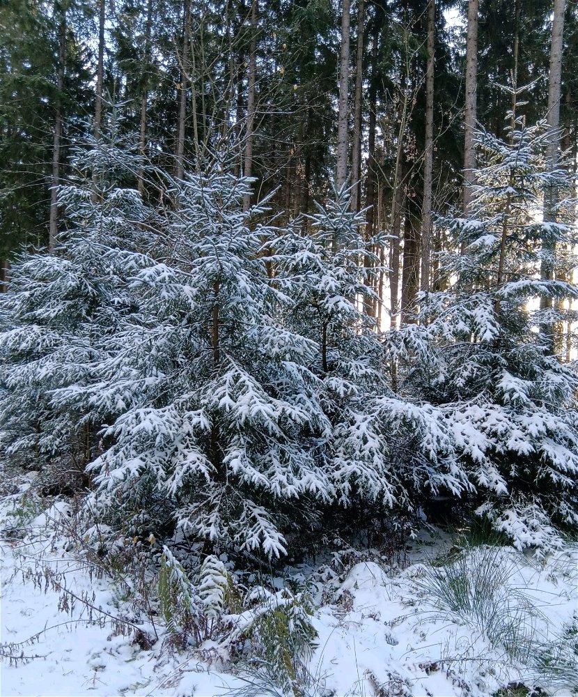 Wald