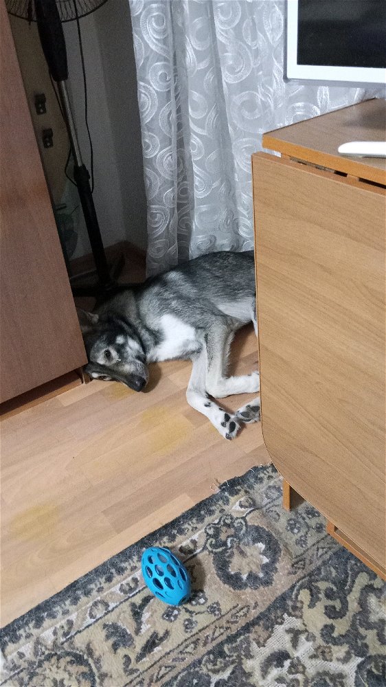 Бедняга