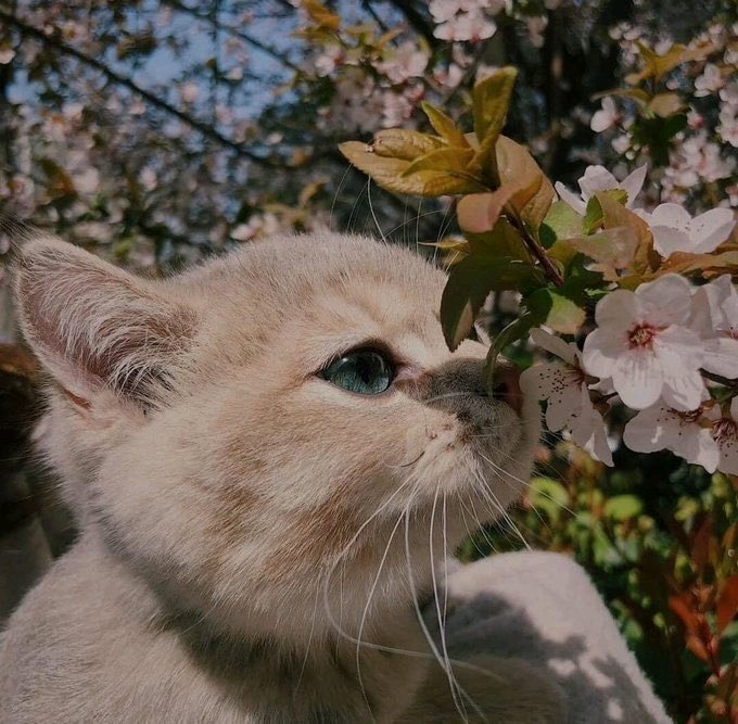 Котек