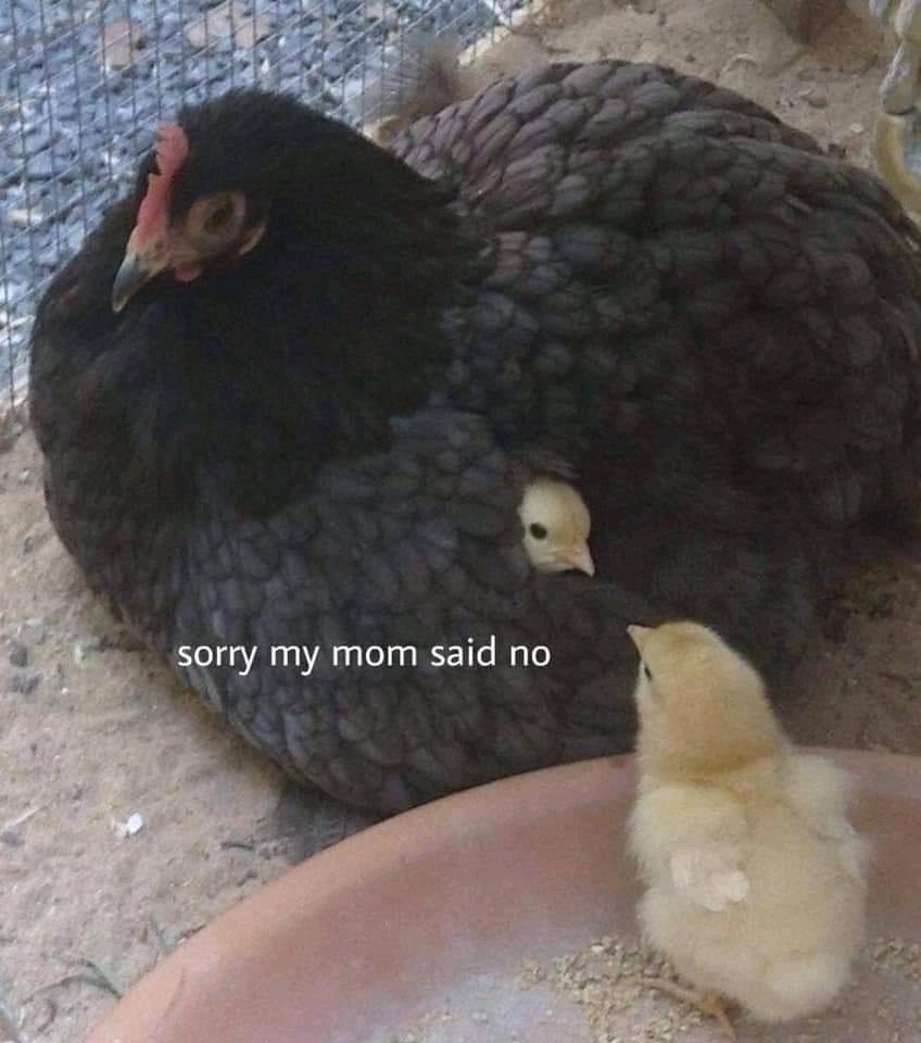 😂