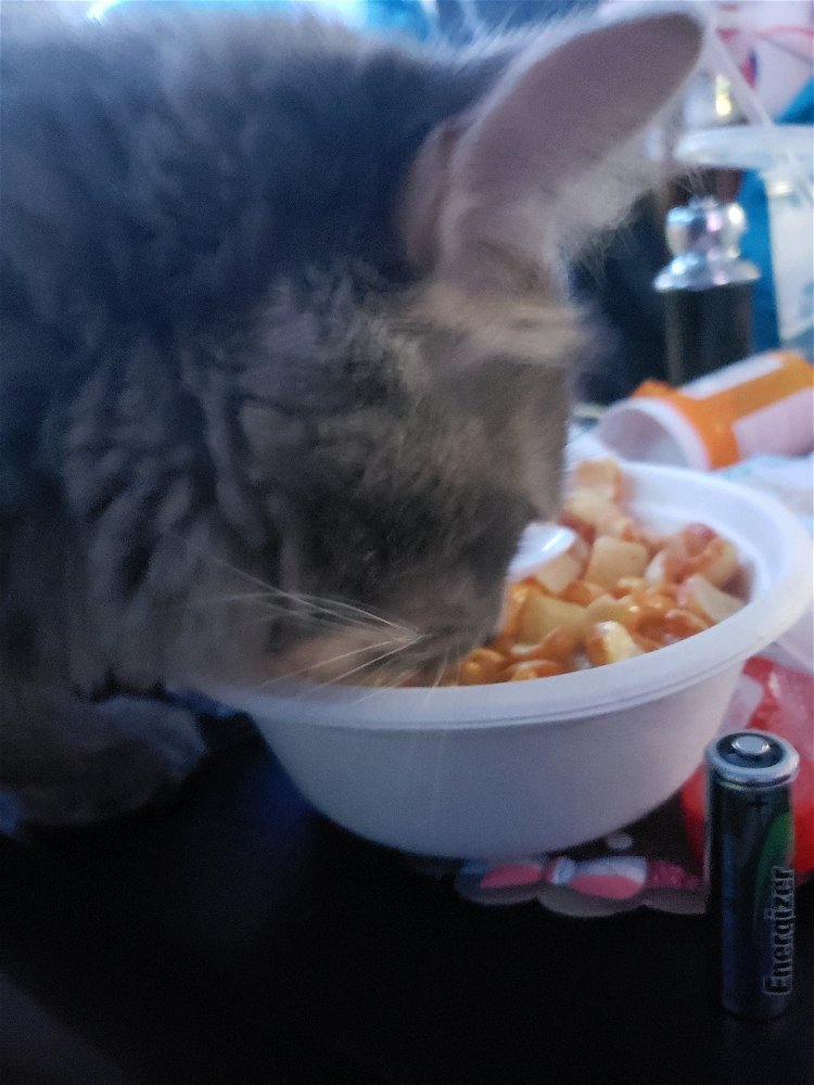 Photo #1 of Mouse eating MY food.