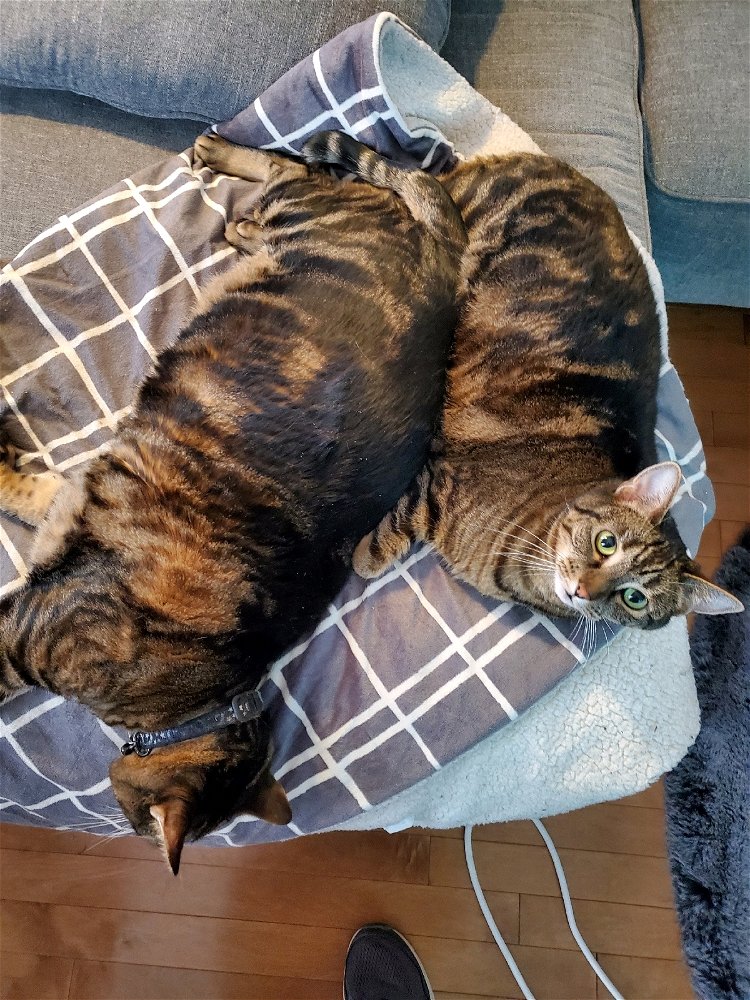 Feline Friday!