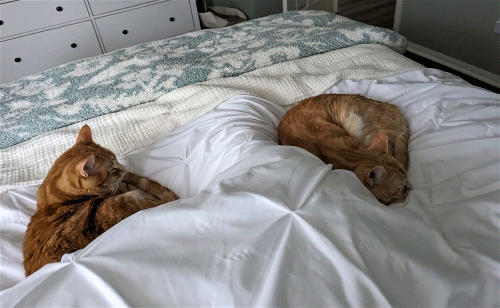 Lazy morning...