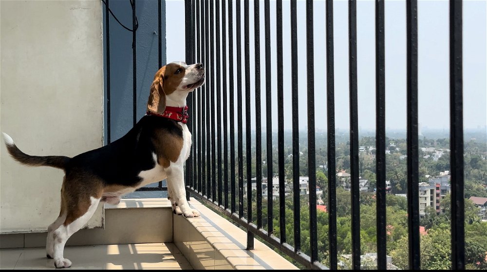 Beagle 😘😘