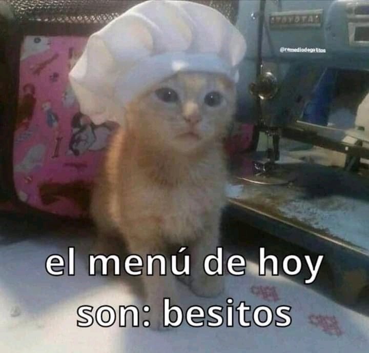 🐈