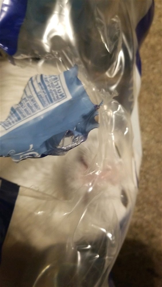Honey is a plastic munching gremlin