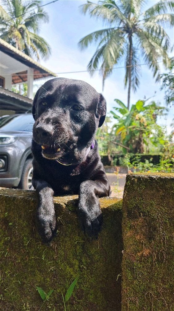 Found a panther in my garden