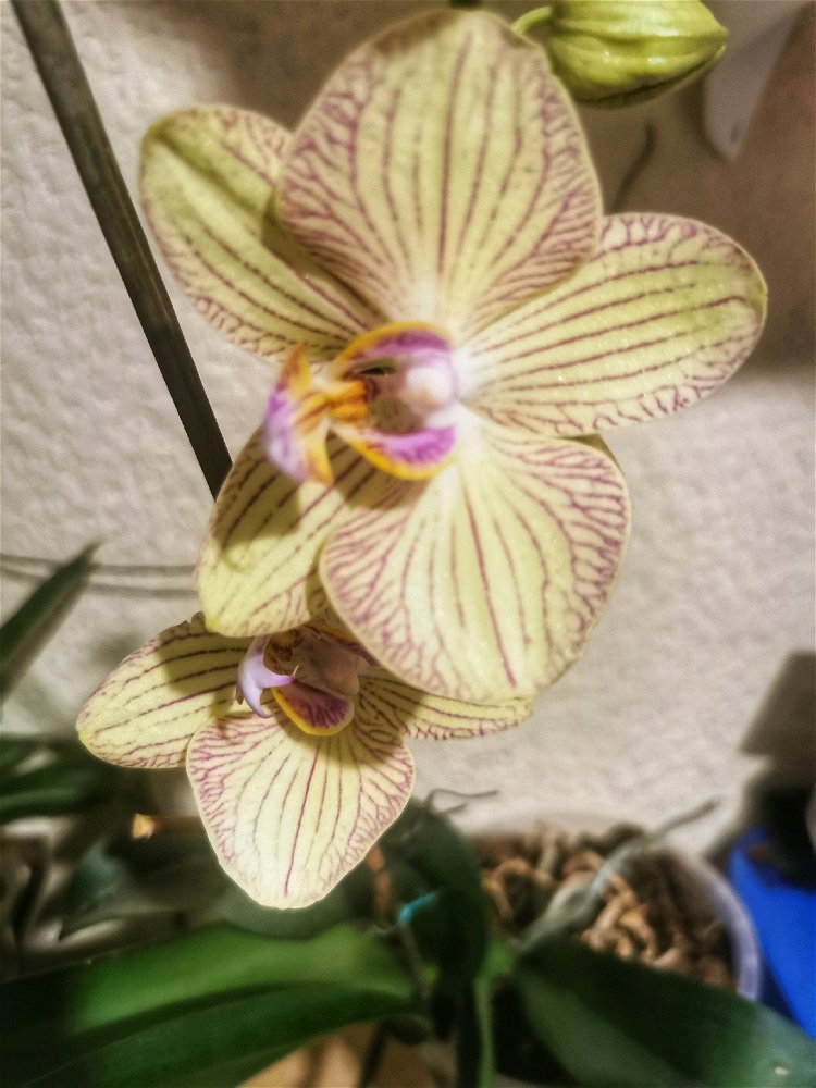 Flores de invierno