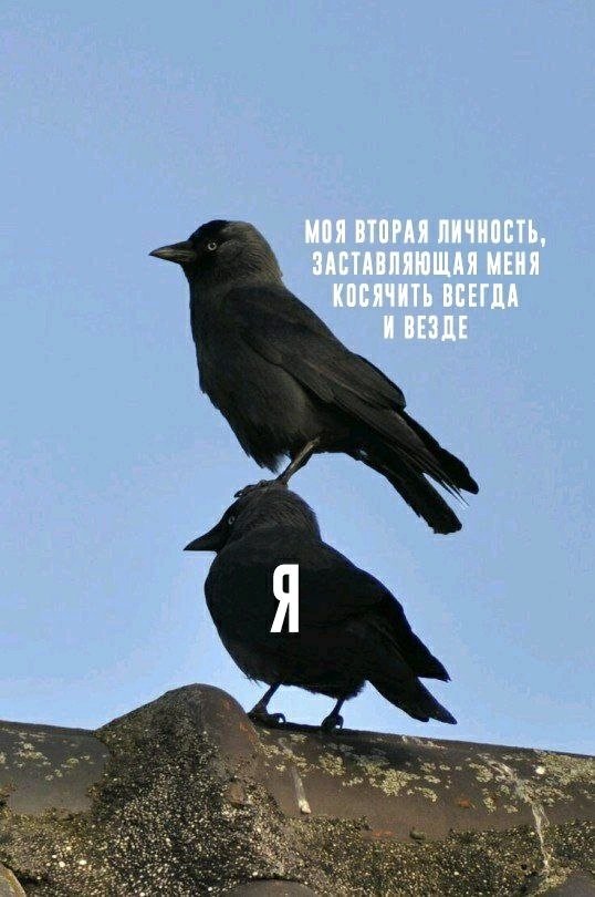 Спасибо, что живой