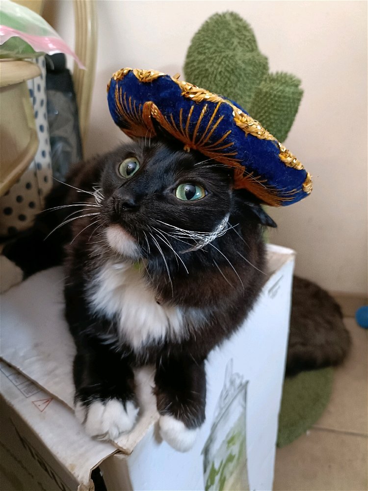 Me encontré un sombrerito