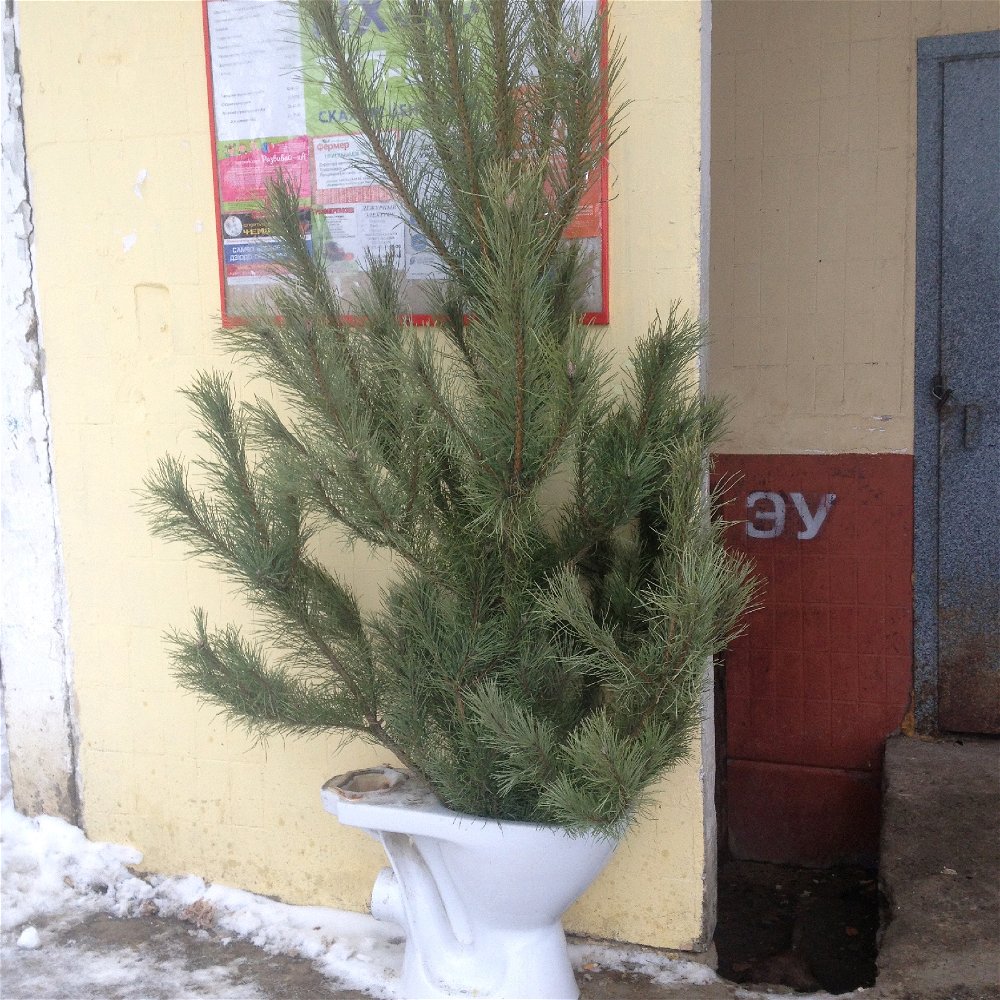Когда освежитель в туалете с запахом ели: