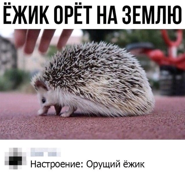Все достало? Покричи на землю