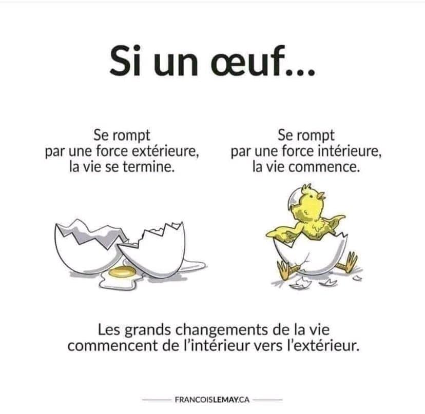 🐤
