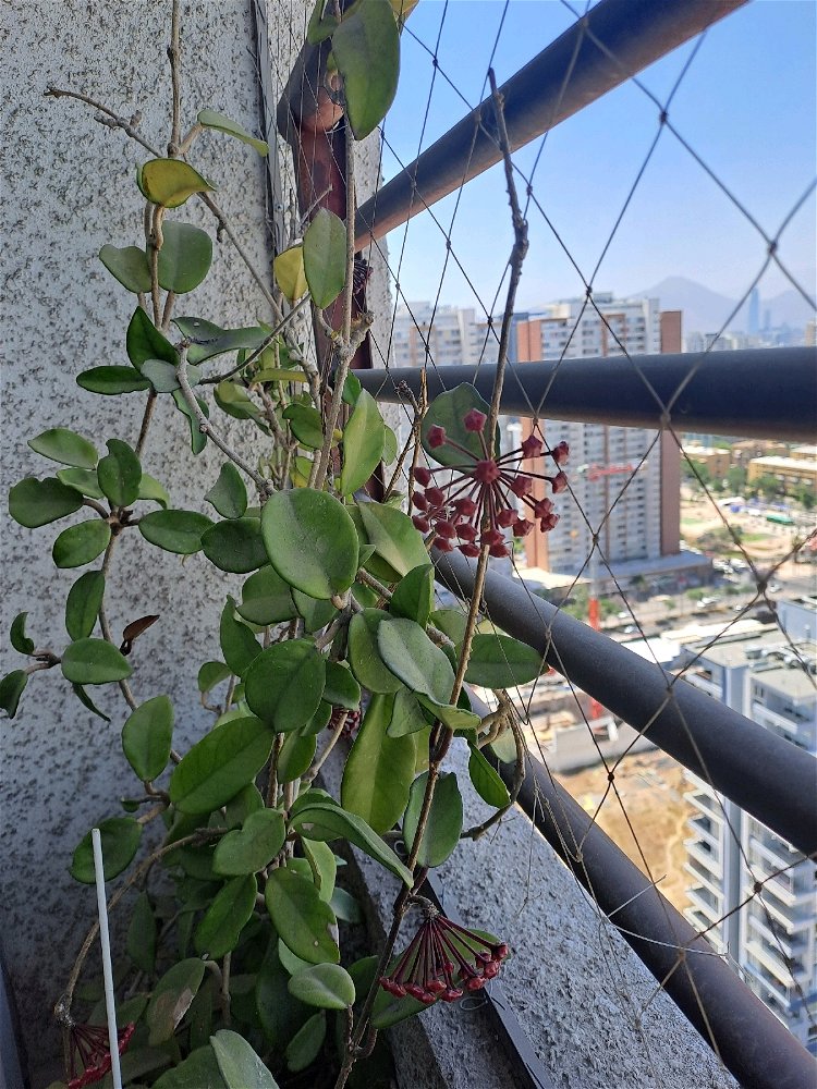 Florecimiento