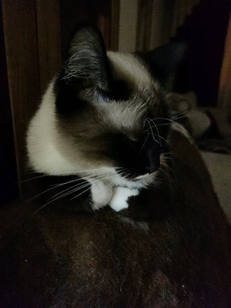 😼