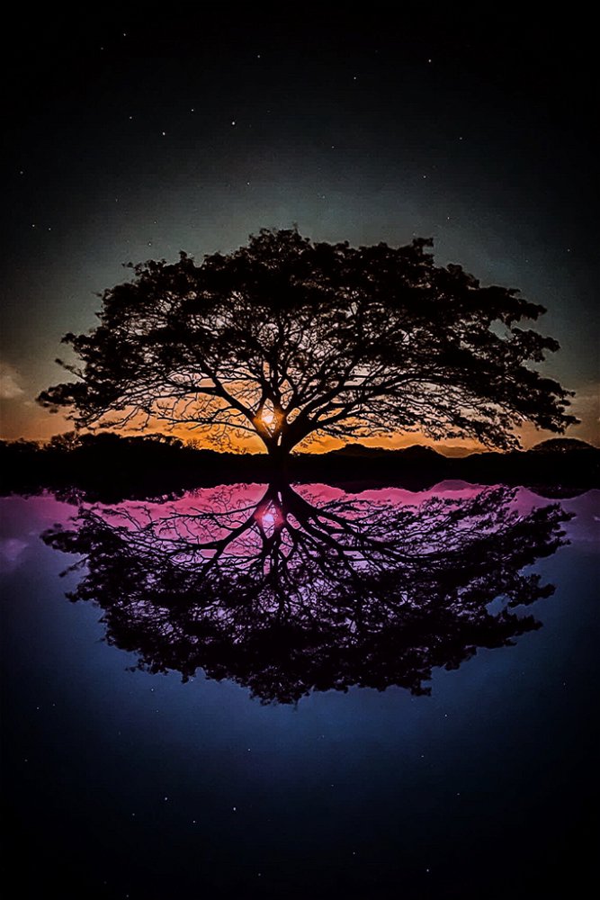 Just a tree