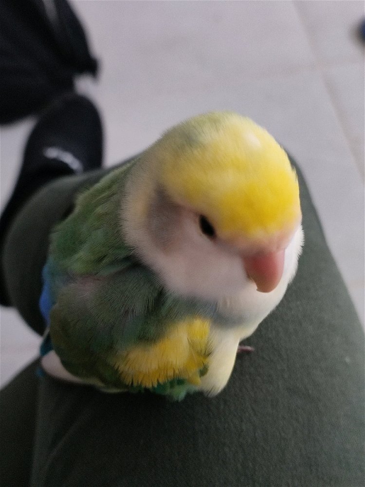 My bird